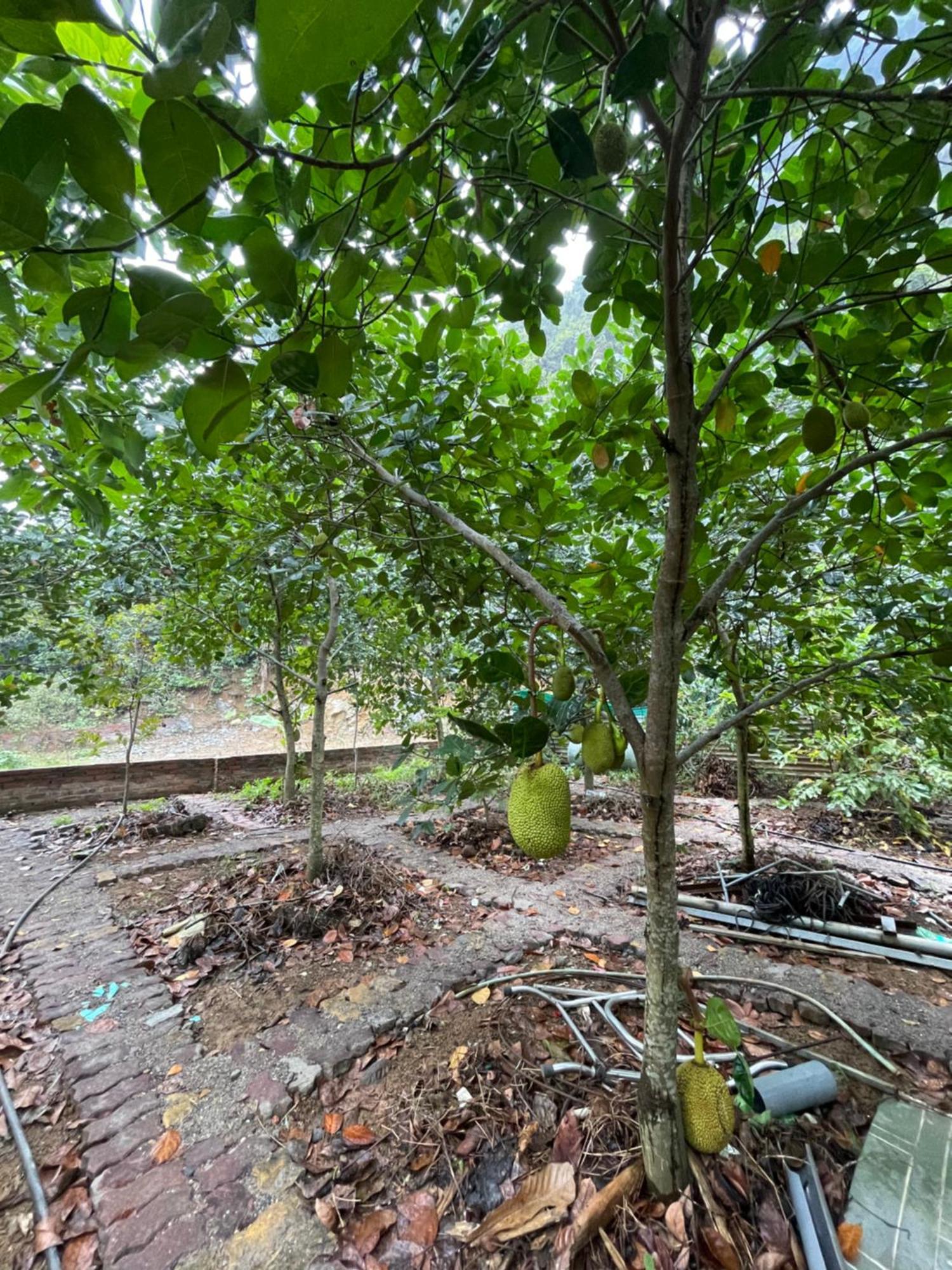 Cat Ba Countryside Homestay Dong Khe Sau Kültér fotó